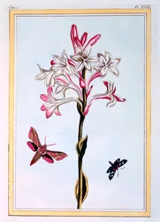 Tuberose, ca. 1766